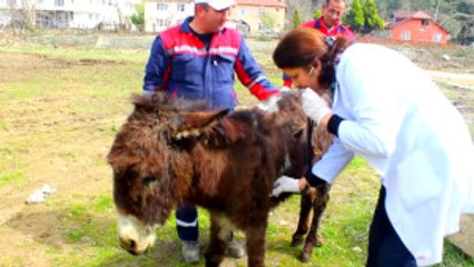 Otomobilin Çarptığı Eşek Tedavi Altına Alındı