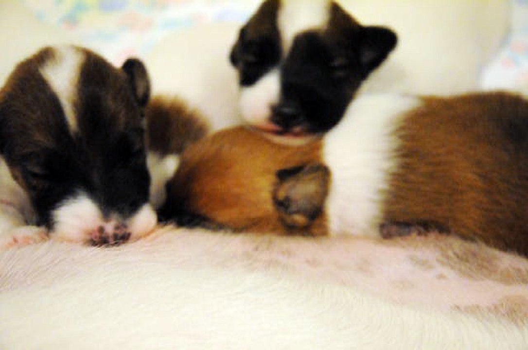 BB Fox-terriers à poil lisse de Galante du Castel des Près et d'Aramis Vom Wildpark