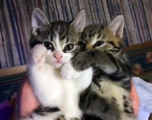 ‪Happy Cats - _Give me your paw!