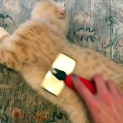 ‪Happy Cats - Brushing time!