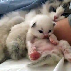 ‪Happy Cats - Too cute for words! ️‬