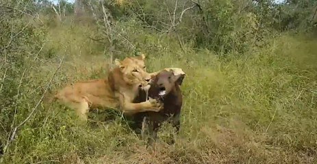 Lion Kills Buffalo Calf Left Behind by the Herd