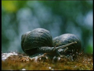 Il pianeta azzurro & Nostos : il ritorno