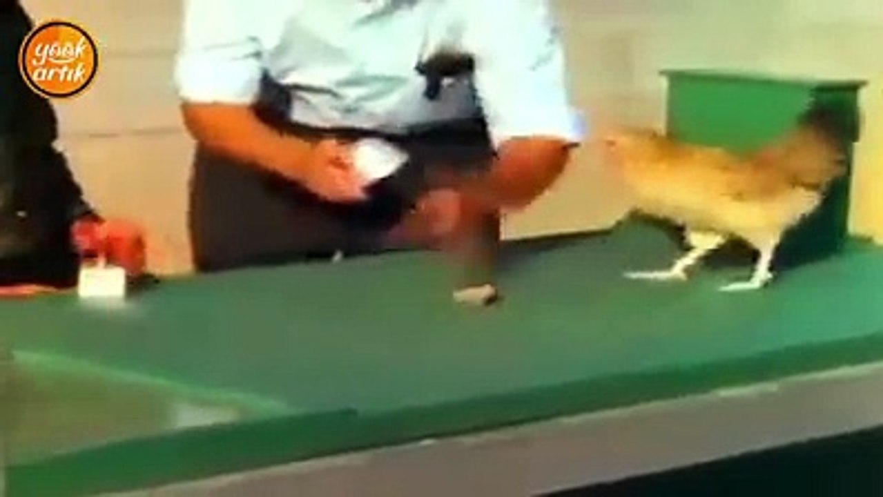 Bakmadan taşı bulan akıllı tavuk