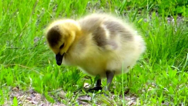 Video for Cats - Birds Extravaganza : 7 Hours with Beautiful Bird Sounds and Song