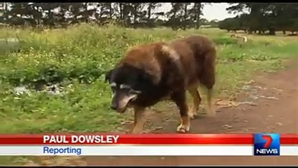 La plus vieille chienne du monde est décédée...