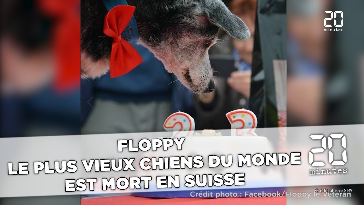 Suisse: Floppy, l’un des plus vieux chiens du monde, s’est éteint à l’âge de 23 ans
