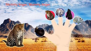 Animals 3D Finger Family Nursery Rhymes Lyrics