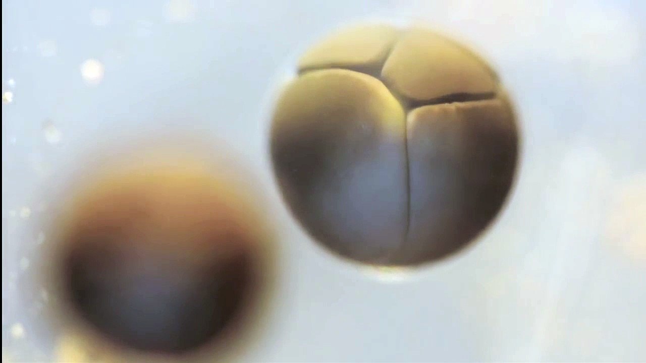 Timelapse de la division cellulaire d’un œuf de grenouille au microscope