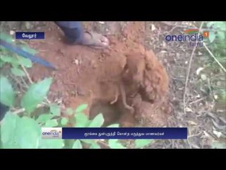 Medical Students In Vellore torture, Kill Monkey On Campus - Oneindia Tamil