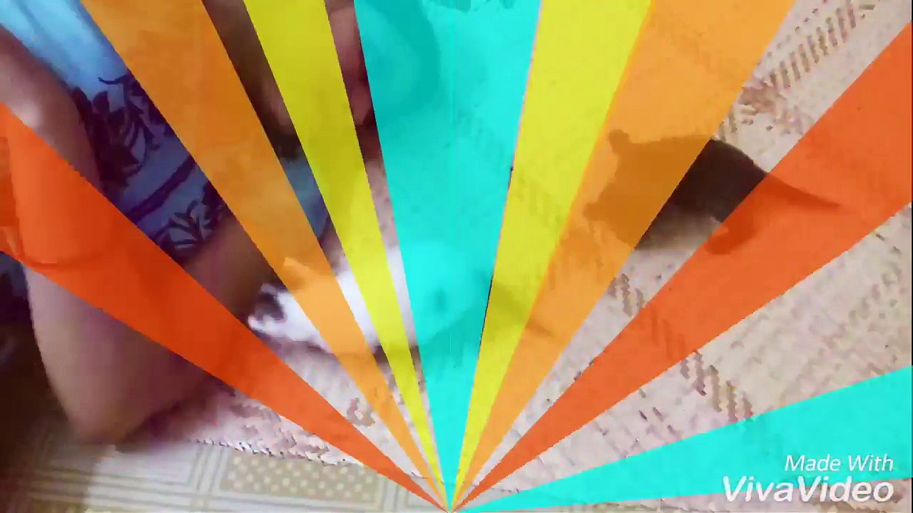 Cats are so funny you will die laughing - Funny cat compilation