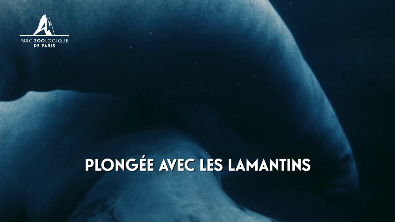 Plongée avec les lamantins au Parc Zoologique de Paris