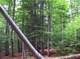 Očuvanje šuma i voda presudno za budućnost, 22. mart 2017. (RTV Bor)