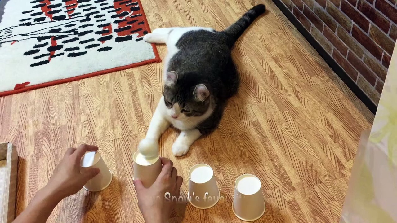 Ce chat intelligent trouve la balle à tout les coups