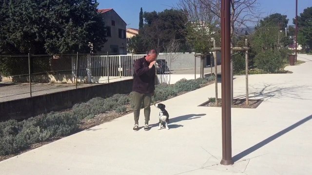 Educateur Canin Comportementaliste la Ciotat13 83 toutoucool13.fr