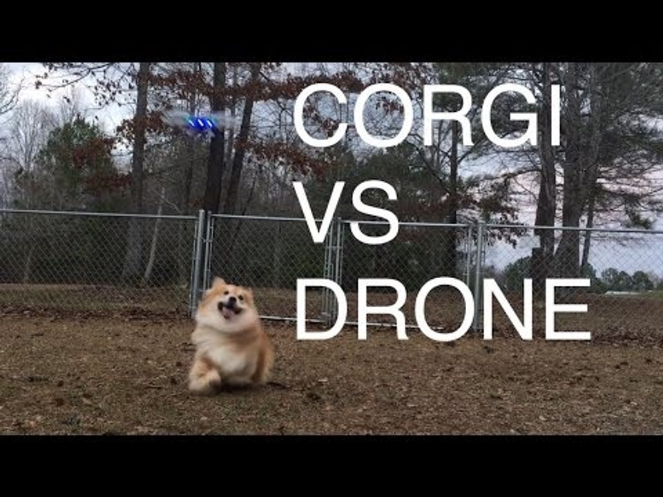 Energetic Corgi Loves to Chase Drone
