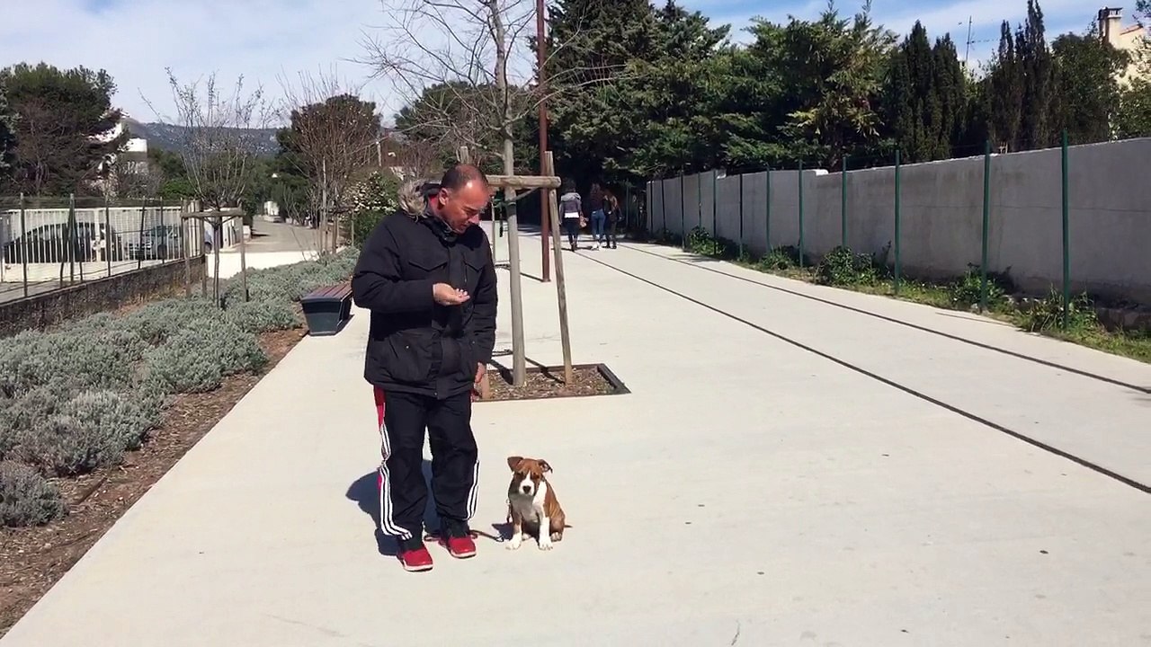 Petite staff 3 mois Educateur canin comportementaliste la ciotat 13 83 www.toutoucool13.fr