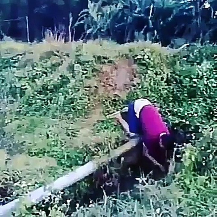 Funny 2017