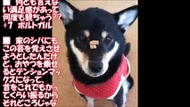 【海外の反応】日本の柴犬による世界最速の凄ワザが話題に「やっぱ柴犬の魅力には抗えん」