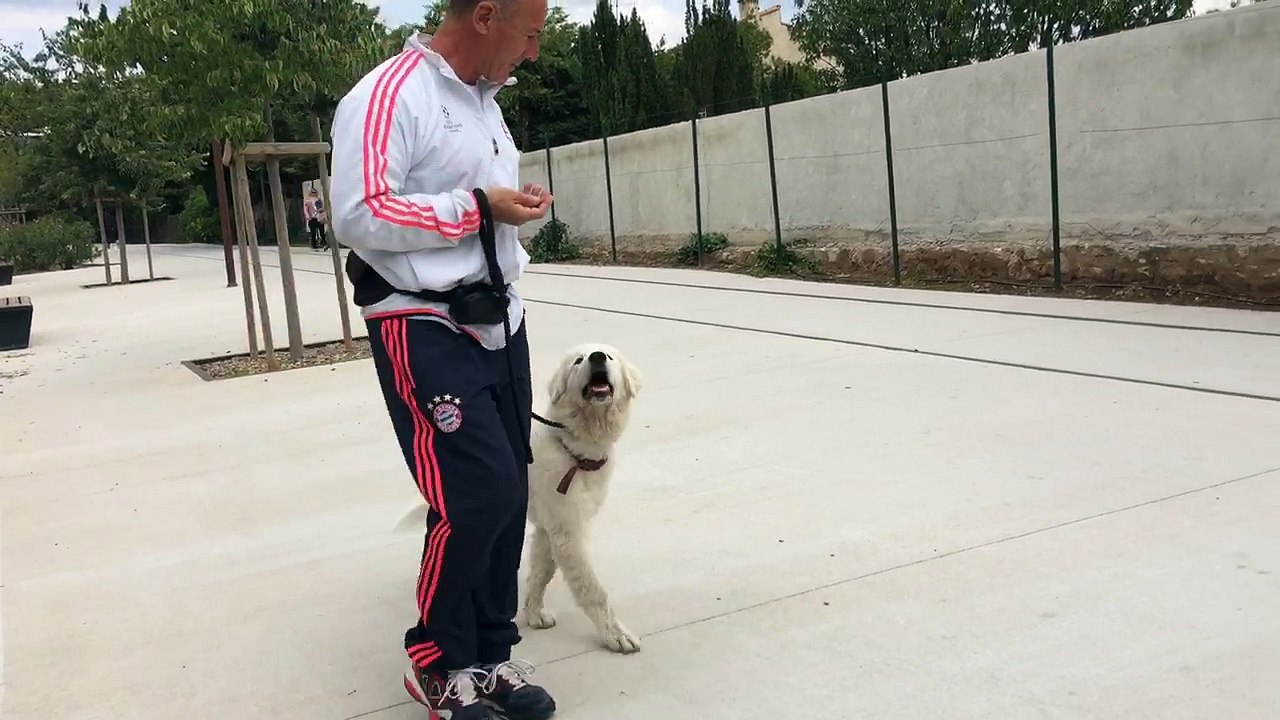 Education canine  la ciotat 13 83 montagne des pyrénées 3 mois www.toutoucool13.fr