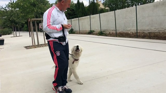 Education canine la ciotat 13 83 montagne des pyrénées 3 mois toutoucool13.fr