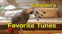 Talking parrot sings his favorite tunes