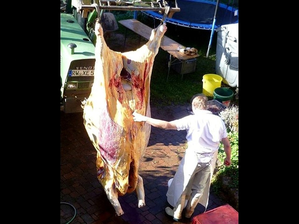 DAS LEID DER MILCHKÜHE!