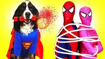 Spiderman, Fozen Elsa, Pink Spidergirl & Superdog vs Venom! w/ Joker! Superhero Fun in Real Life :)