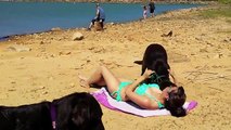 Güneşlenen Kadını Rahat Bırakmayan Köpek