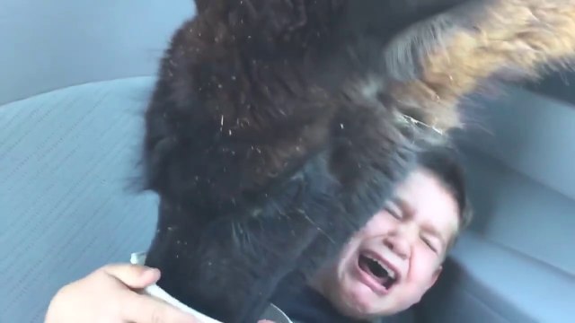 Cet enfant va avoir du mal avec les lamas pendant quelques temps