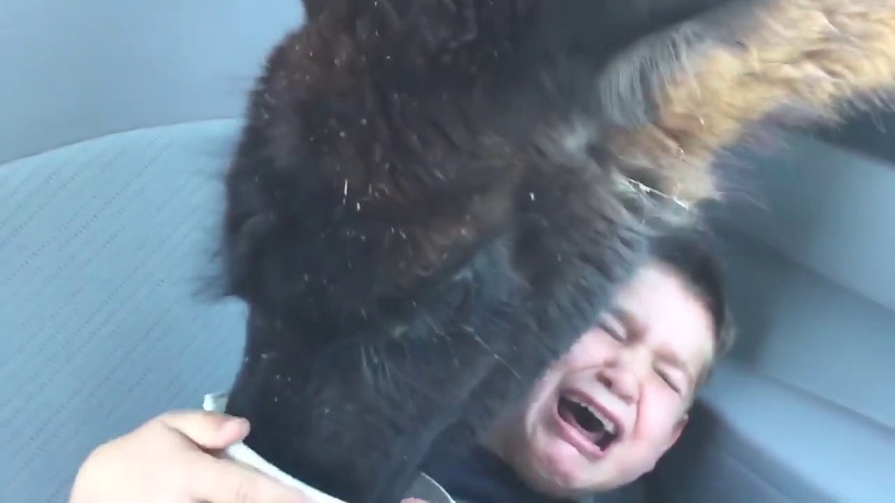 Cet enfant va avoir du mal avec les lamas pendant quelques temps