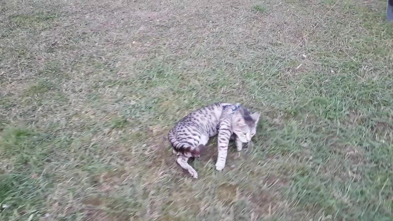 Cat refuses to walk, gets dragged on leash