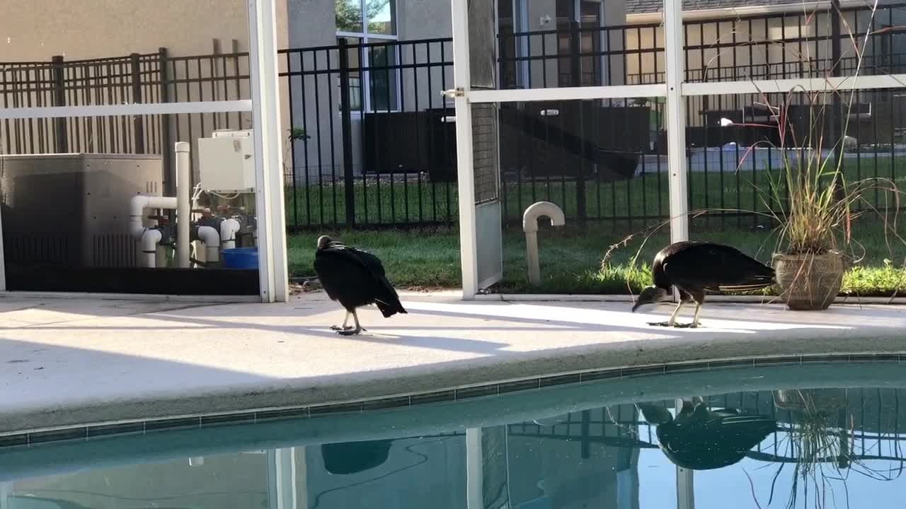 Giant vultures caught inside screened in porch