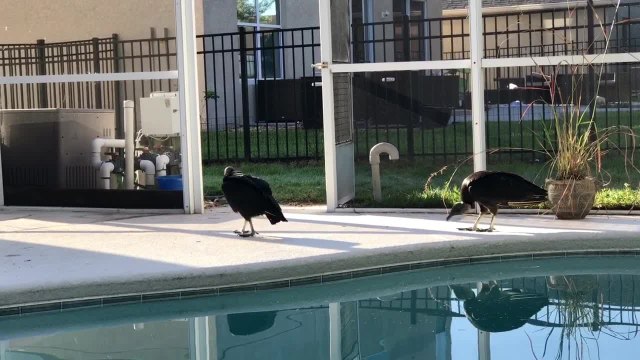 Giant vultures caught inside screened in porch