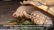 Two tortoises are newest residents at El Salvador National Zoo
