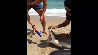 Ils ouvrent une bière avec les dents d'un requin
