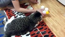 Brilliant cat shows off its ball-finding skills, proving it's smarter than us all