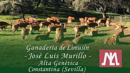 Ganadería "José Luis Murillo" - Alta Genética Raza Limusín