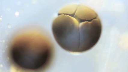 A timelapse of a cell dividing.