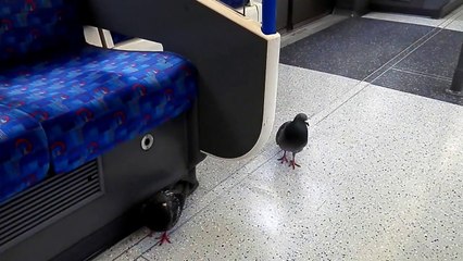 Jano Lampaert - London Calling - Vlog 22/03/2017