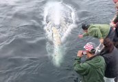 Two Playful Whales Approach Boaters in California