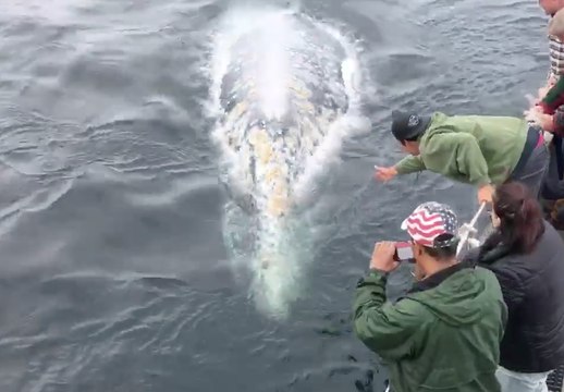 Two Playful Whales Approach Boaters in California
