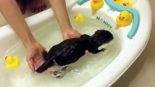 Baby otter takes his first bath