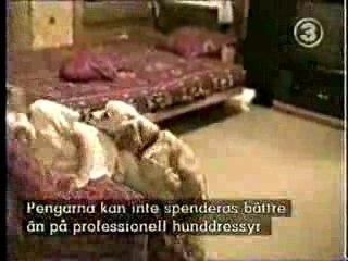 YouTube - كلب قليل الادب