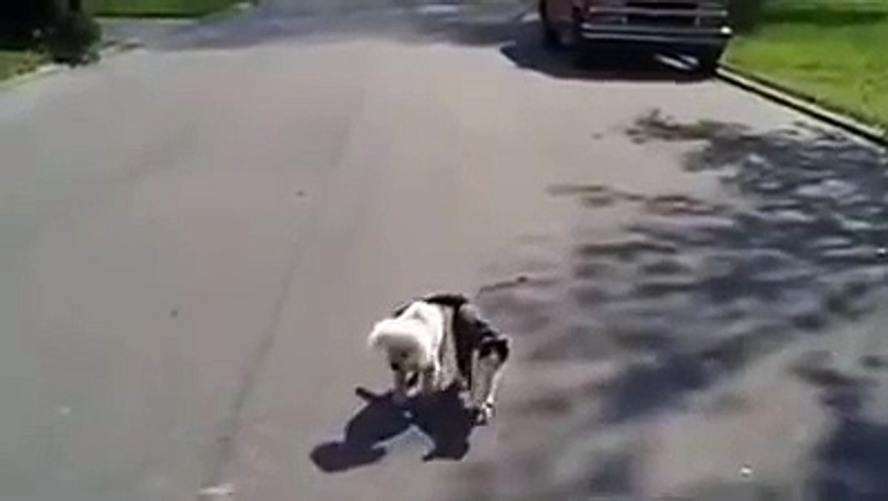 Cat helps blind Dog to see where he's going smile