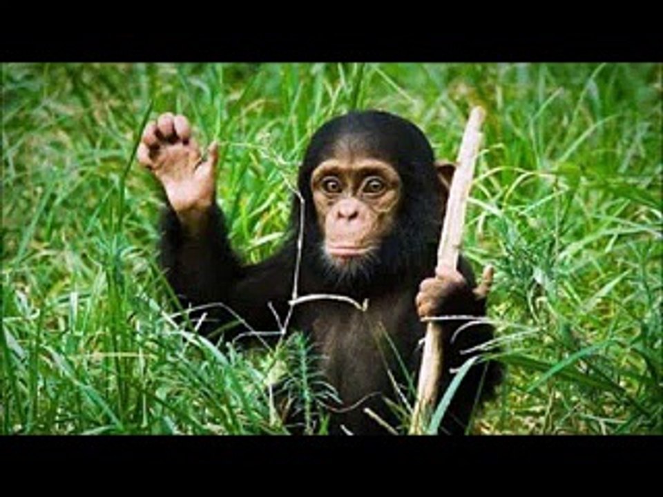 human actions make animals laugh
