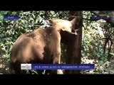 Ooty: Wild elephant scares public  - Oneindia Tamil