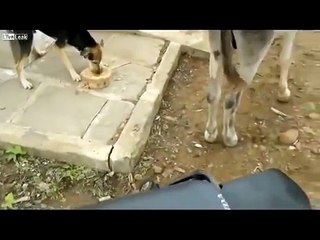 Eşşek köpeğe yemegimi alıyor diye  öyle bir vurdu ki izle gör