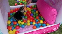 Princess Zumi 250  Mega Ball Pit Playtime * Disney Princess Movie Theater DCTC Puppy Toys