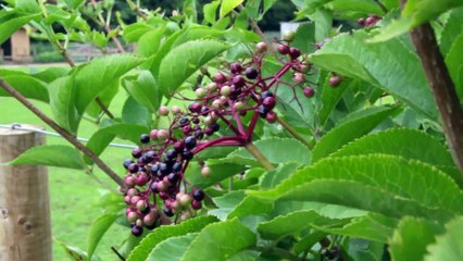 A visit to the Little Tinkers pony sanctuary near UEA, in Norwich!